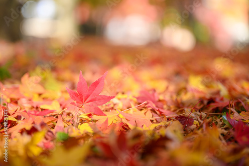 Autumn themes, Red maple leaves 