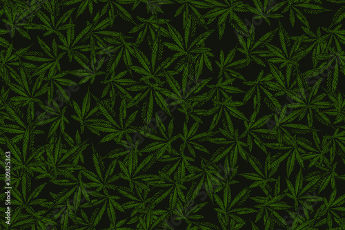 Cannabis seamless vector pattern. Marijuana leafs background.