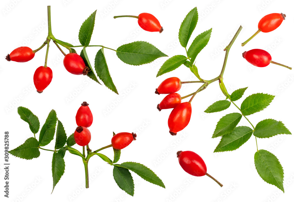 Rose hips isolated on white, top view