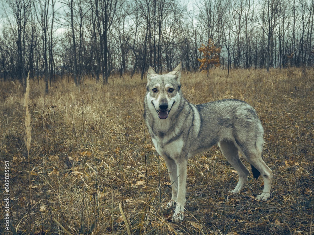 Fototapeta premium Wolf dog animal in nature forest happy portrait
