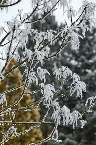 Frozen, icy branches of a tree