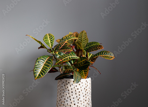 Wide Shot of Croton Plant Against a Grey Background photo