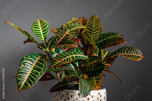 Wide Shot of Croton Plant Against a Grey Background photo