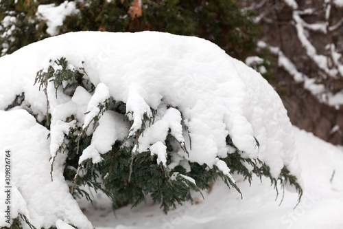 Large layer of snow lies on branch of juniper