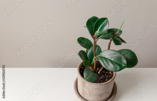 Wide Shot of Rubber Plant Against a Grey Background