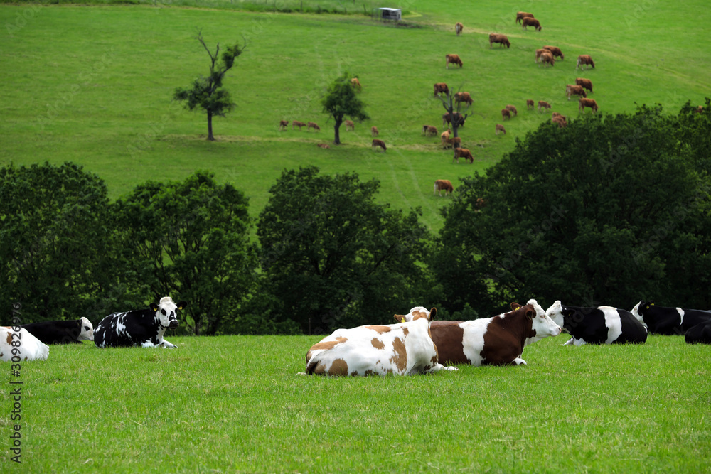Kühe und Rinder auf grüner Wiese im Westerwald - Stockfoto
