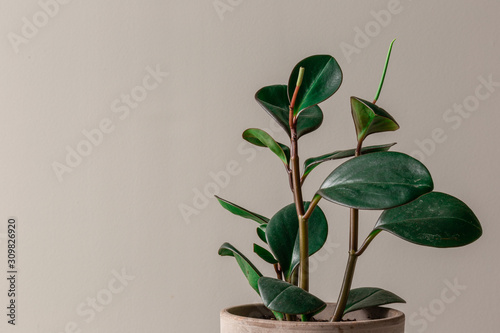 Wide Shot of Rubber Plant Against a Grey Background