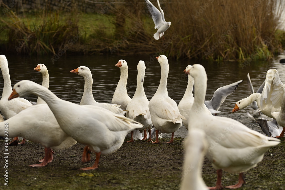 Obraz premium Gooses and other birds at a lake in Utrecht, the Netherlands