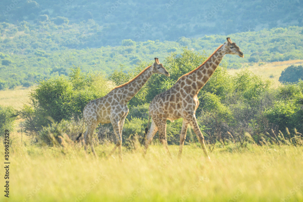 Obraz premium Authentic true South African safari experience in bushveld in a game reserve