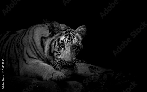Young tiger in staring at the camera in Black and white