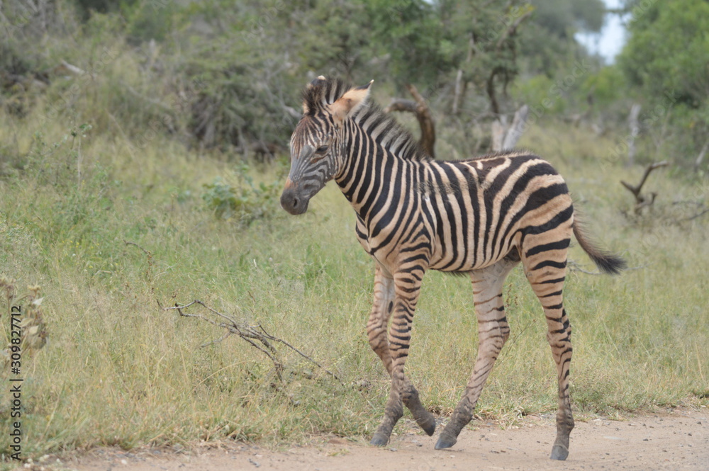 A cute and small striped Zebra baby or calf in a game reserve in South Africa A cute and small striped Zebra baby or calf in a game reserve in South Africa