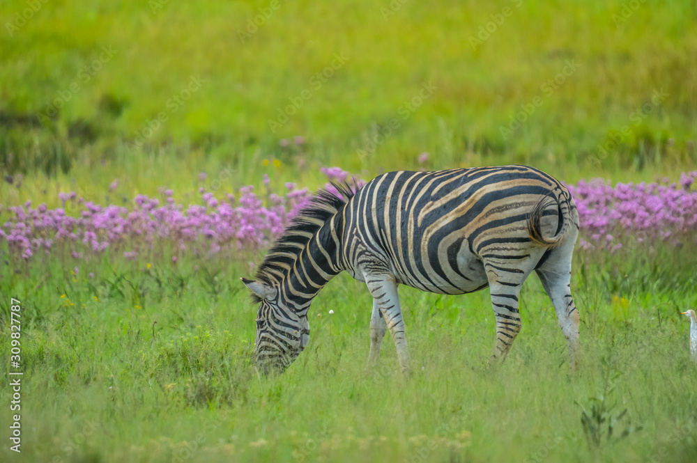 Fototapeta premium Beautiful African Burchell's zebra in an African game reserve during safari