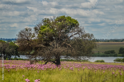 Beautiful Rietvlei nature reserve near Pretoria and Centurion lined with purple pompom weeds  Campuloclinium macrocephalum root system
