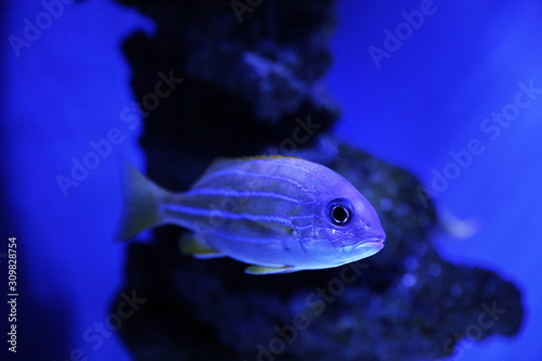 Beautiful bluestriped snapper in clear toned blue aquarium