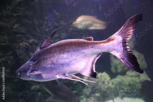 Gaff topsail catfish swimming in clear aquarium