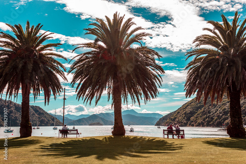 Fotografi Picton Harbor and Palm Trees