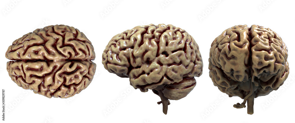Brain anatomy of the human body in three views isolated in black background - 3d rendering Brain anatomy of the human body in three views isolated in black background - 3d rendering