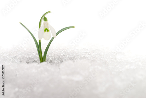 Snowdrop and Snow.