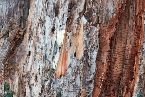 Bark texture of a tree trunk being destroyed by insects
