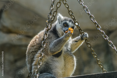 Closeup portrait of an enadangered cute ring tailed Lemur l Lemu photo