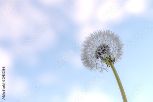 a white dandelion round seed head in front of a blue and white sky