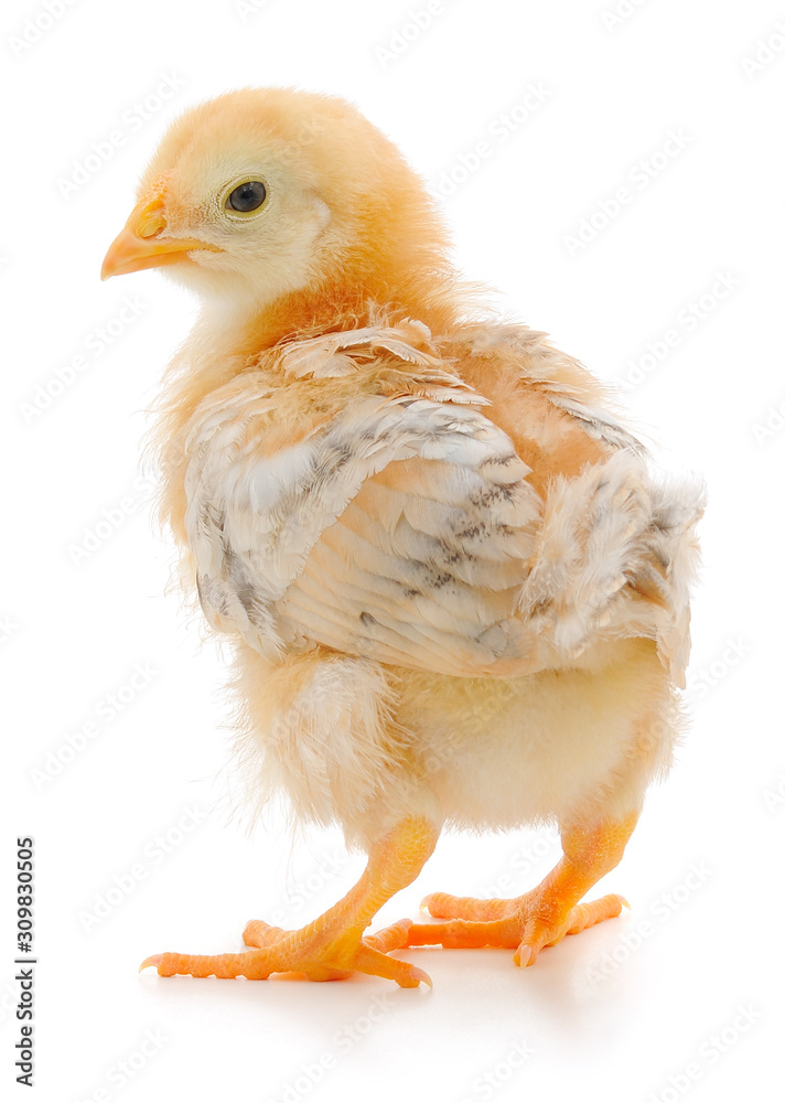 Obraz premium Small yellow chicken