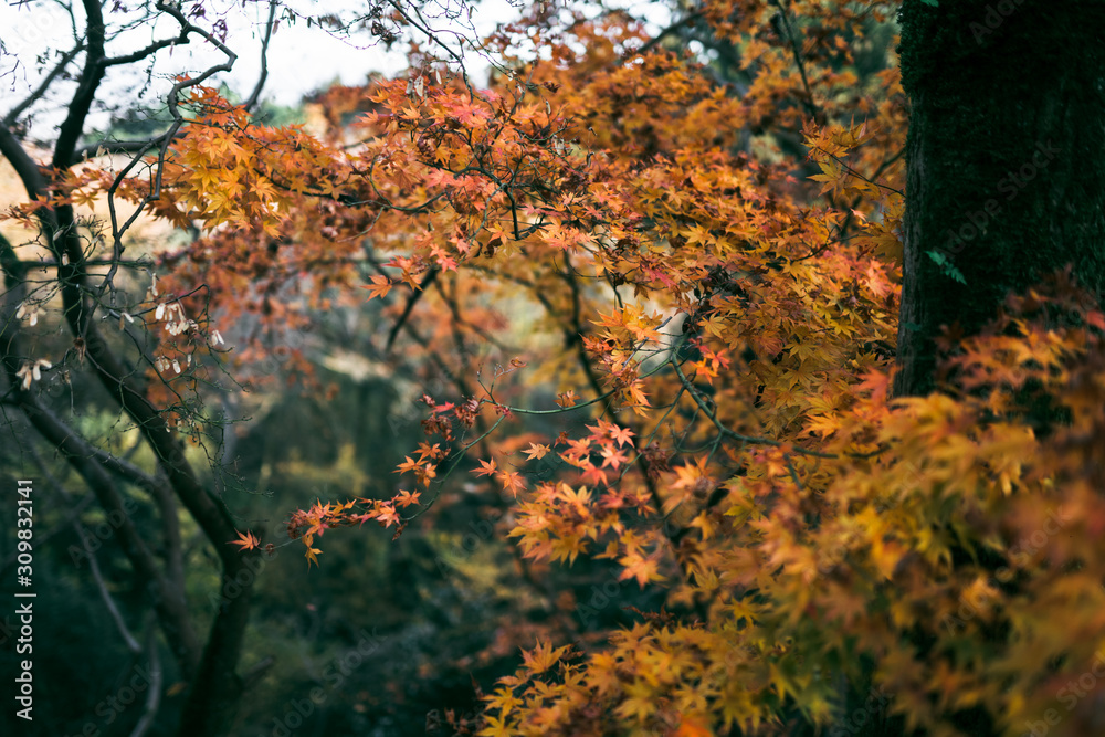 Autumn bright leaves of red and orange. Exotic Maple Tree in the Forest Autumn bright leaves of red and orange. Exotic Maple Tree in the Forest