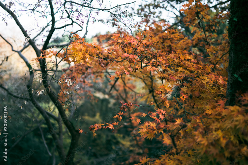 Autumn bright leaves of red and orange. Exotic Maple Tree in the Forest