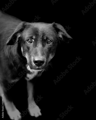 portrait of a black dog © Ayush