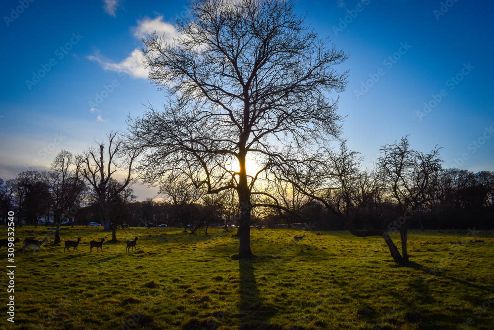 Winter sun shining through a tree while deer walk by