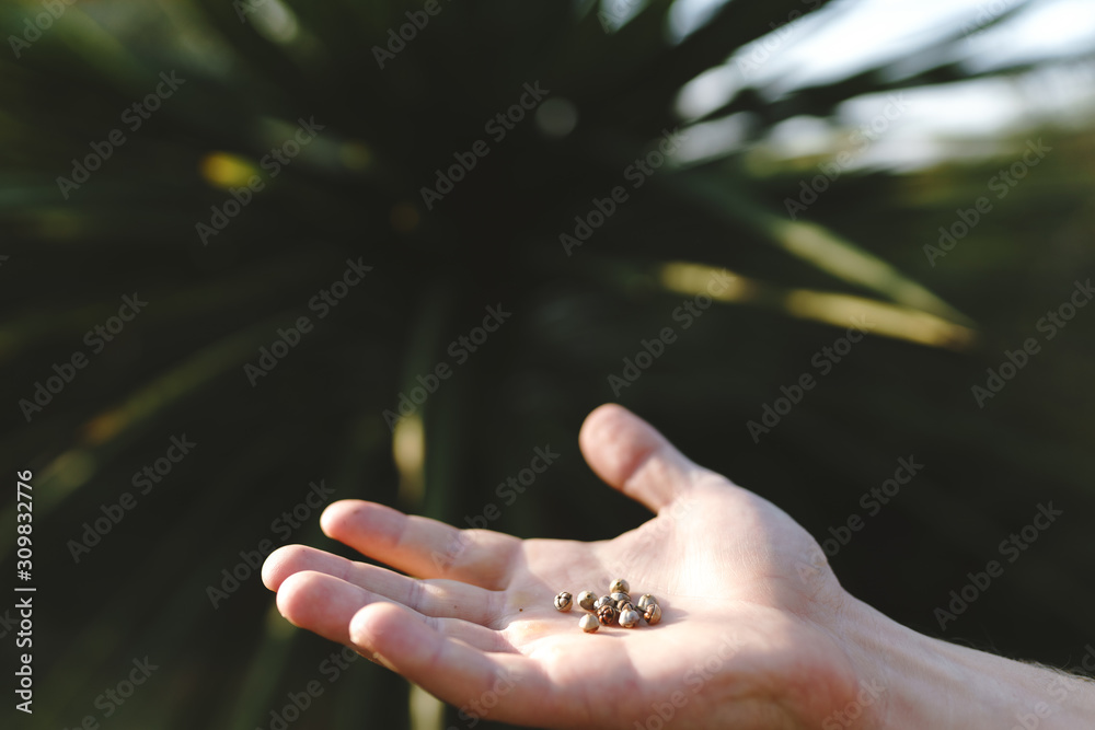 Palm seeds in the palm of a person. Agriculture and sowing of palm trees or other plants.