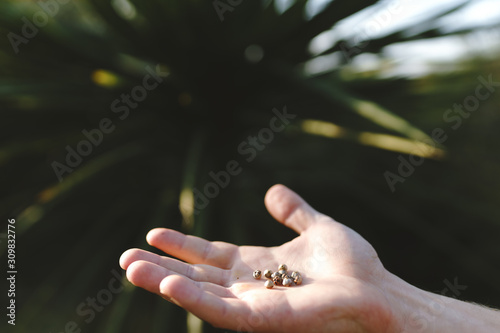 Palm seeds in the palm of a person. Agriculture and sowing of palm trees or other plants.