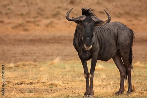 A blue wildebeest  Connochaetes taurinus  calmly stying on the Kalahari desert and loking for the predators.