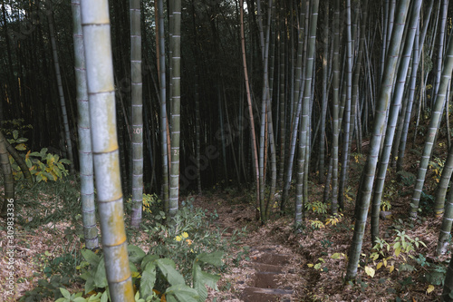 Bamboo forest and green meadow grass with natural light in blur style. Bamboo green leaves and bamboo tree with bokeh in nature forest. Nature pattern view of leaves on a blurred greenery background.