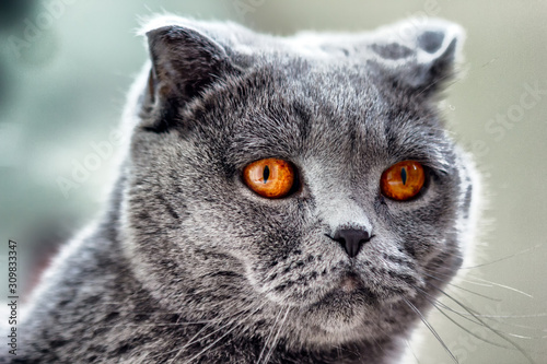 Cat Lilac coloured adult Scottish Fold orange eyes and forward-folded ears