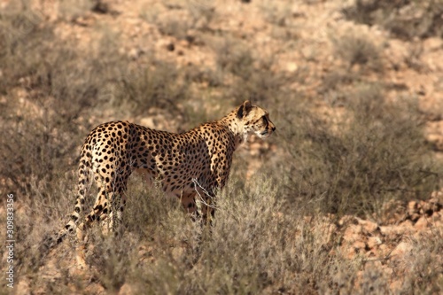 The cheetah (Acinonyx jubatus) male walking across the sand in Kalahari desert in the evening sun.