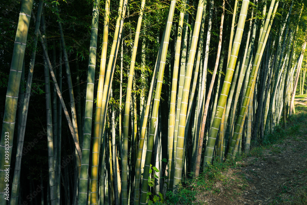 Bamboo forest and green meadow grass with natural light in blur style. Bamboo green leaves and bamboo tree with bokeh in nature forest. Nature pattern view of leaves on a blurred greenery background. Bamboo forest and green meadow grass with natural light in blur style. Bamboo green leaves and bamboo tree with bokeh in nature forest. Nature pattern view of leaves on a blurred greenery background.