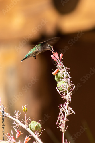 Humming Bird Feeding
