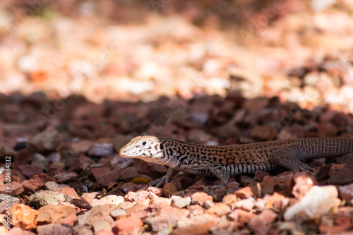 Desert Lizard