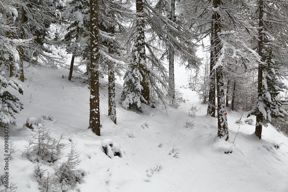 Snowy pine trees on a winter landscape Snowy pine trees on a winter landscape