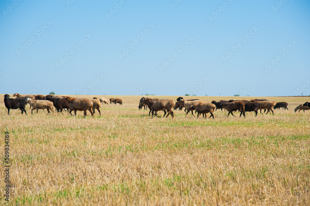 Flock of sheep on the meadow