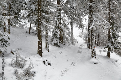 Snowy pine trees on a winter landscape © Gudellaphoto