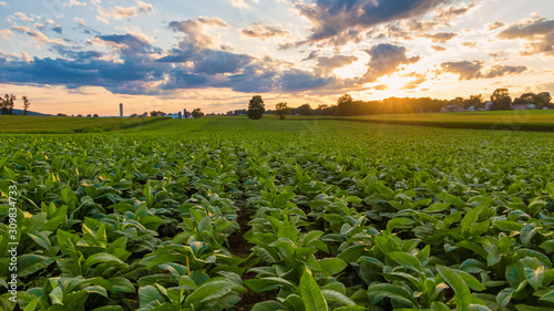 Tobacco plantation in America,