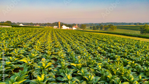 Tobacco plantation in America,