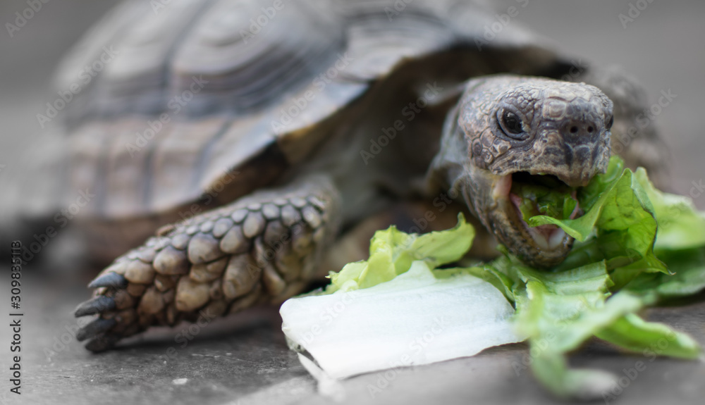 turtle eating lettuce Stock Photo | Adobe Stock