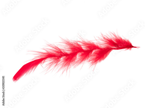 .red feathers on a white background