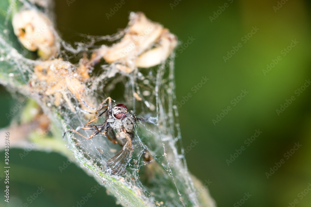Dead dessicated fly corpse trapped in a spider web on a rose bush Dead dessicated fly corpse trapped in a spider web on a rose bush
