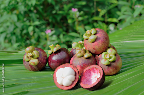 Fresh mangosteen queen of fruit in Thailand.