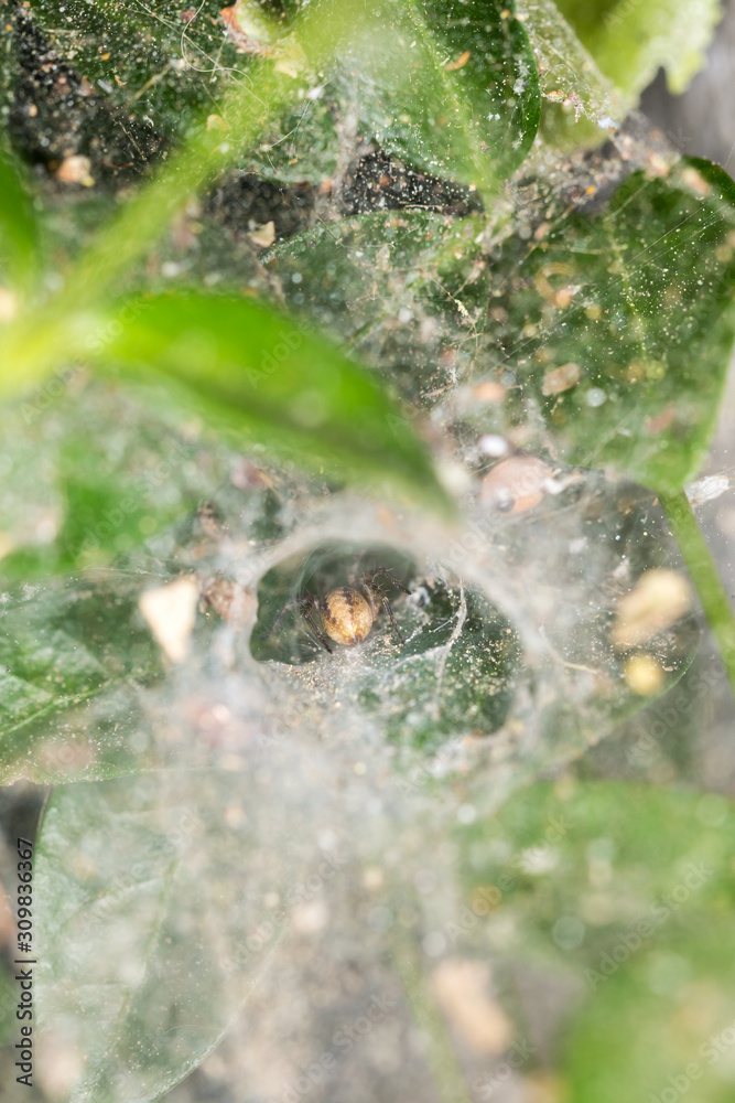 Yellow and black spider on a web inside a green bush Yellow and black spider on a web inside a green bush