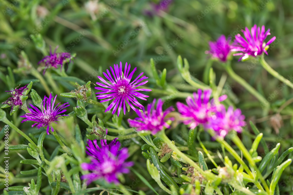 Fototapeta premium Vivid purple flower blooms against a green background